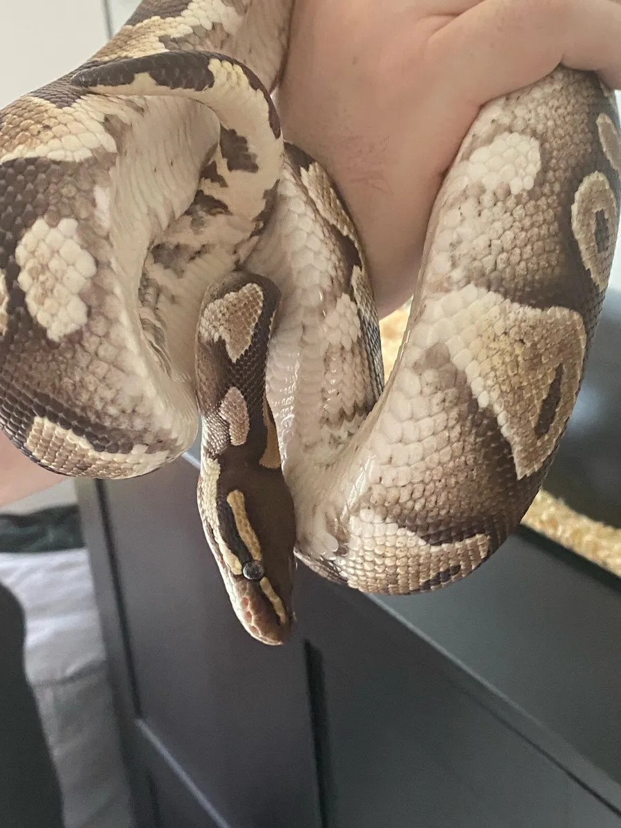 Ball Python With Enclosure - Image 3