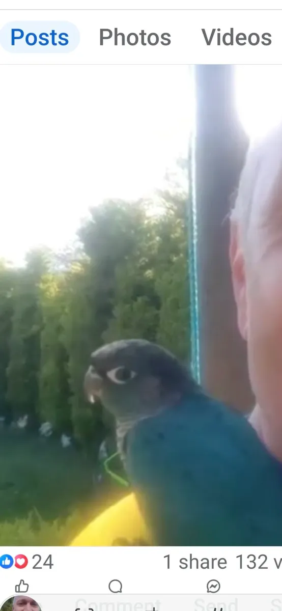 Conure - Image 2