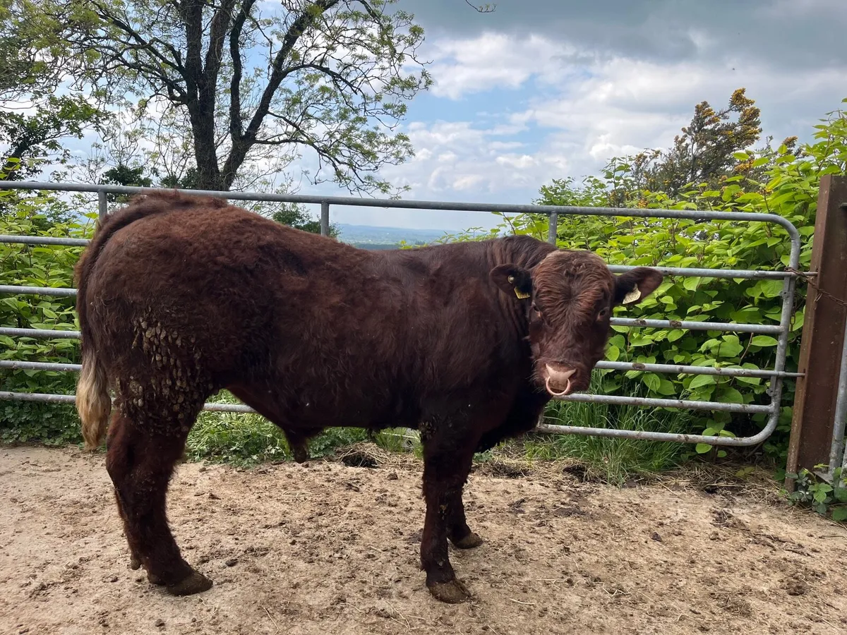 Saler Bull - Image 4