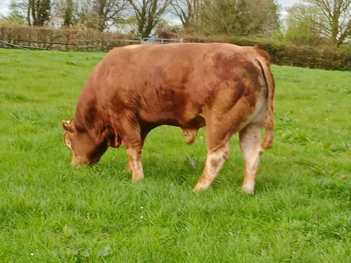 limousin bull - 27 Months - Image 2