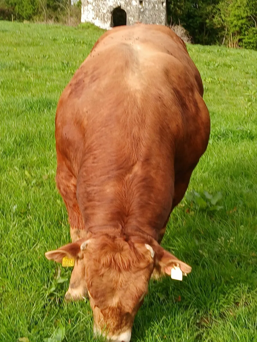 limousin bull - 27 Months - Image 3