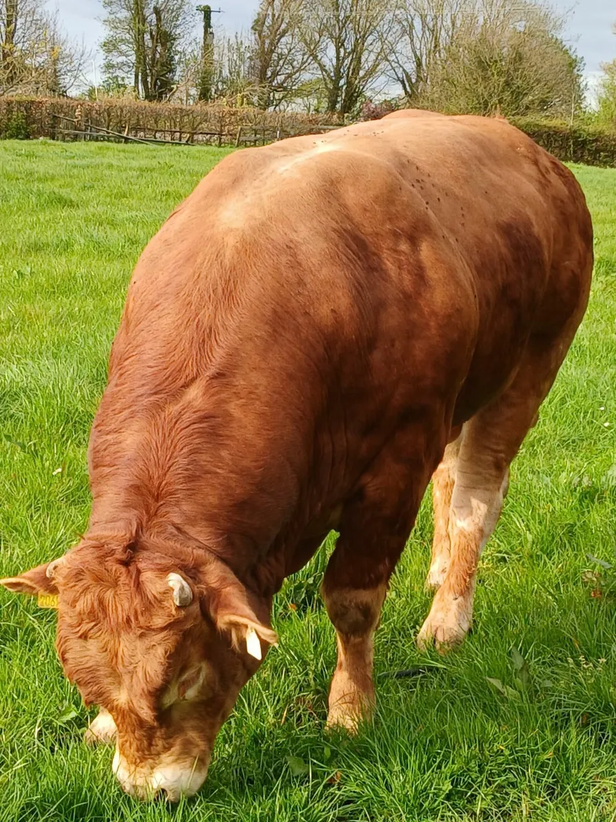 limousin bull - 27 Months - Image 4