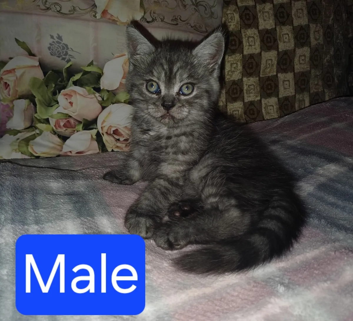 Beautiful Half Persian Kittens - Image 3