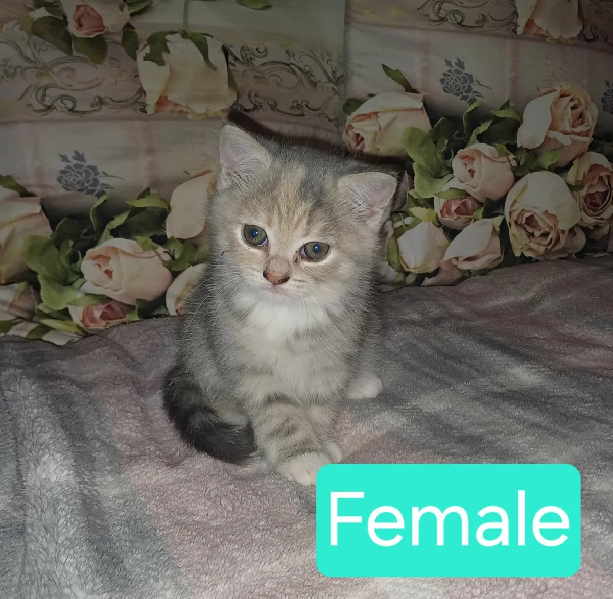 Beautiful Half Persian Kittens - Image 4