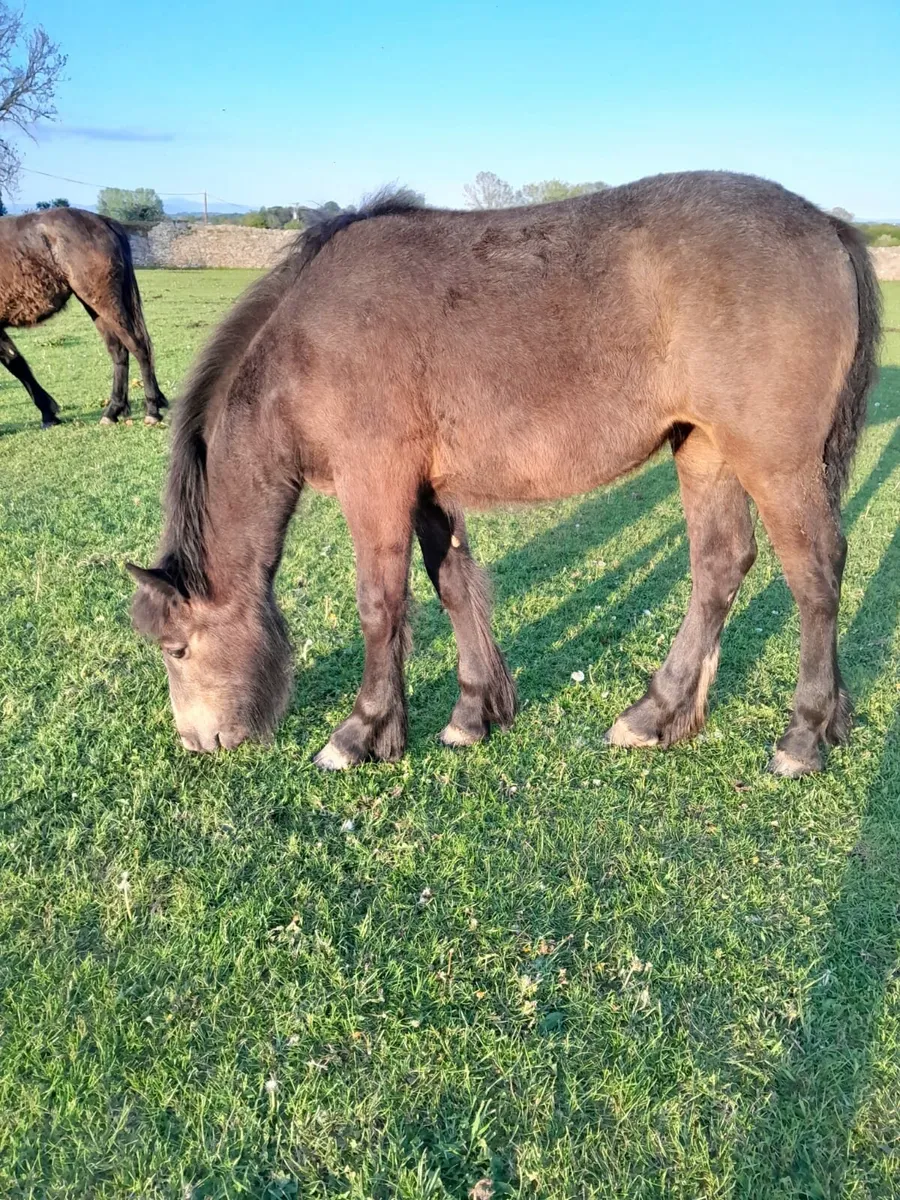 Filly foal - Image 1