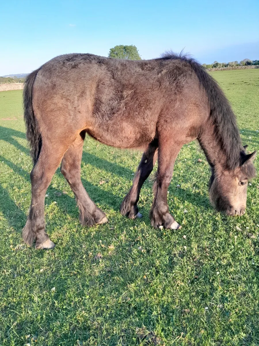 Filly foal - Image 2