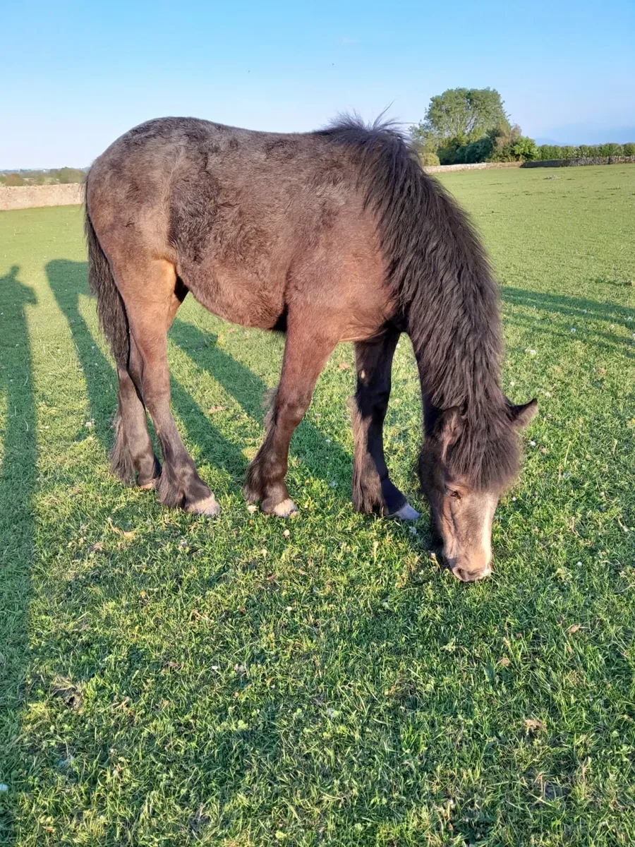 Filly foal - Image 3