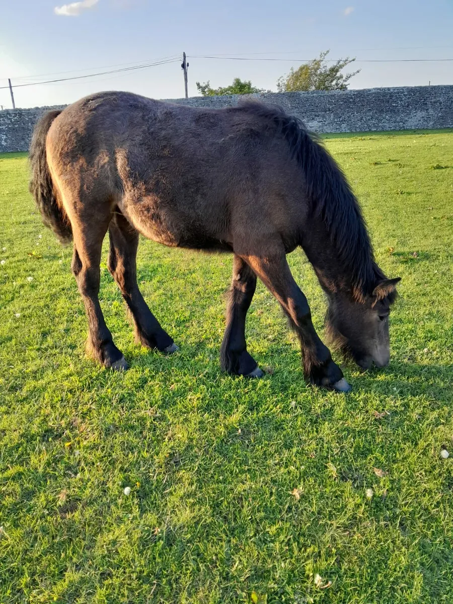 Filly foal - Image 4
