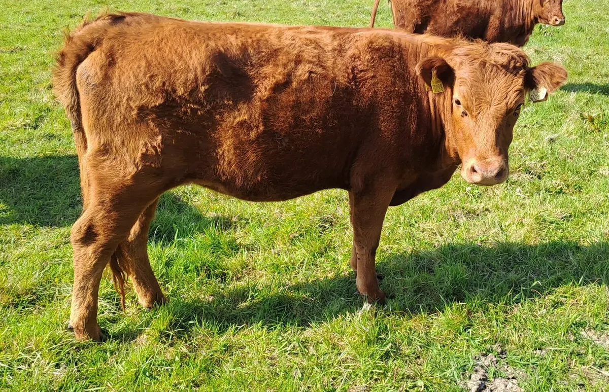 Pedigree Dexter cattle - Image 2