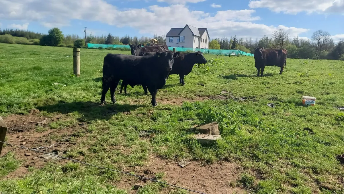 Purebred AA, Saler and Aubrac - Image 1