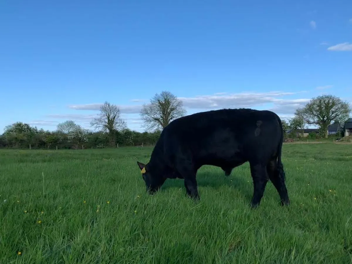 Pedigree Aberdeen Angus Bull - Image 3