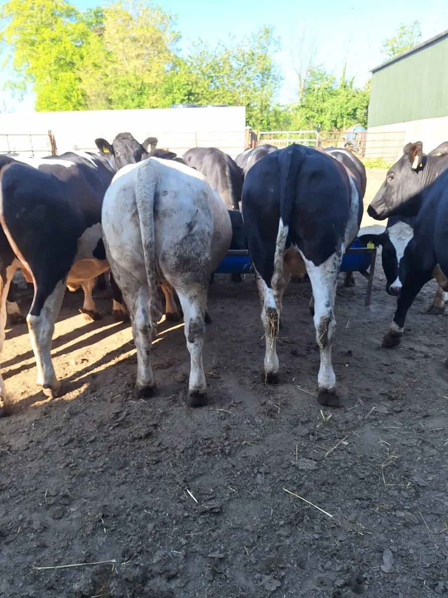 Beef cattle / 3 heifers - Image 1