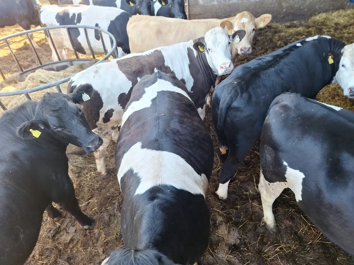 Beef cattle / 3 heifers - Image 2