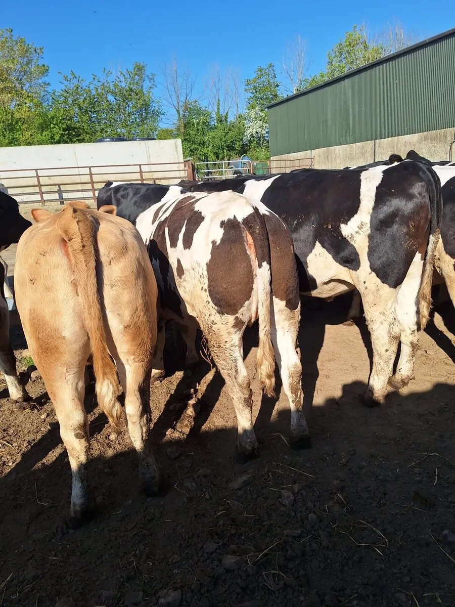 Beef cattle / 3 heifers - Image 3