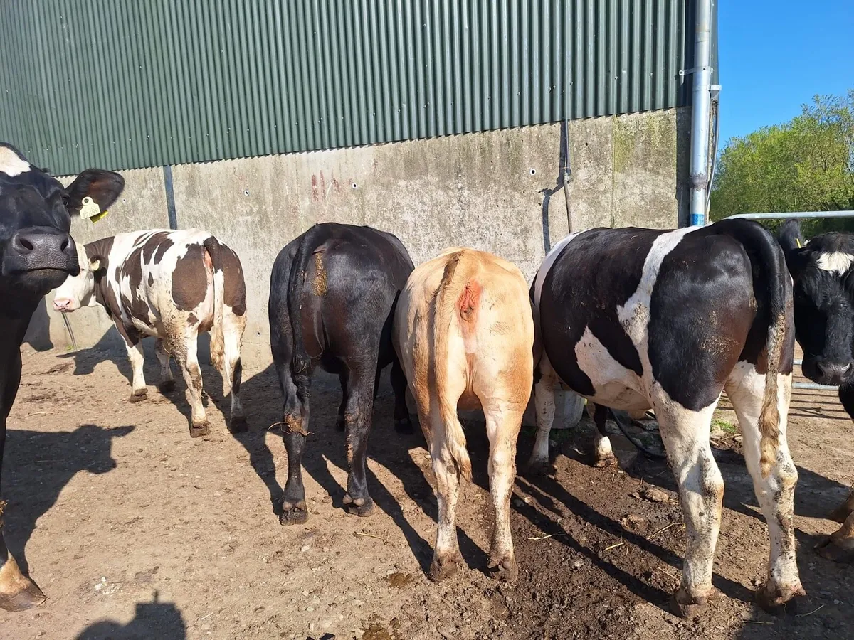 Beef cattle / 3 heifers - Image 4