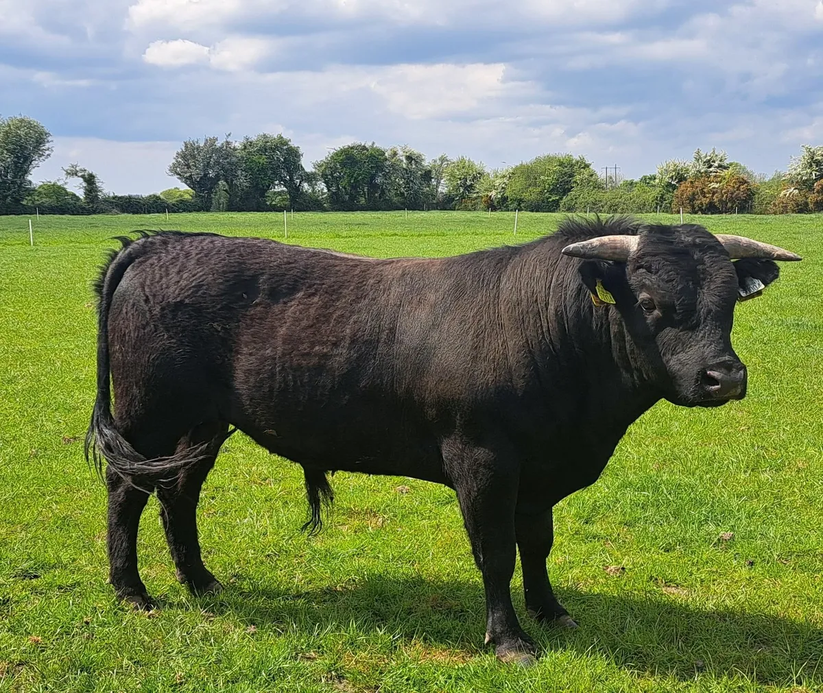 Dexter bull, heifer **UPDATED PICS** - Image 1