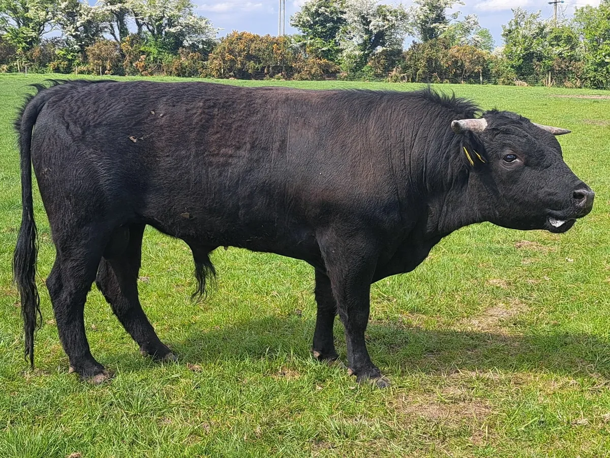 Dexter bull, heifer **UPDATED PICS** - Image 3