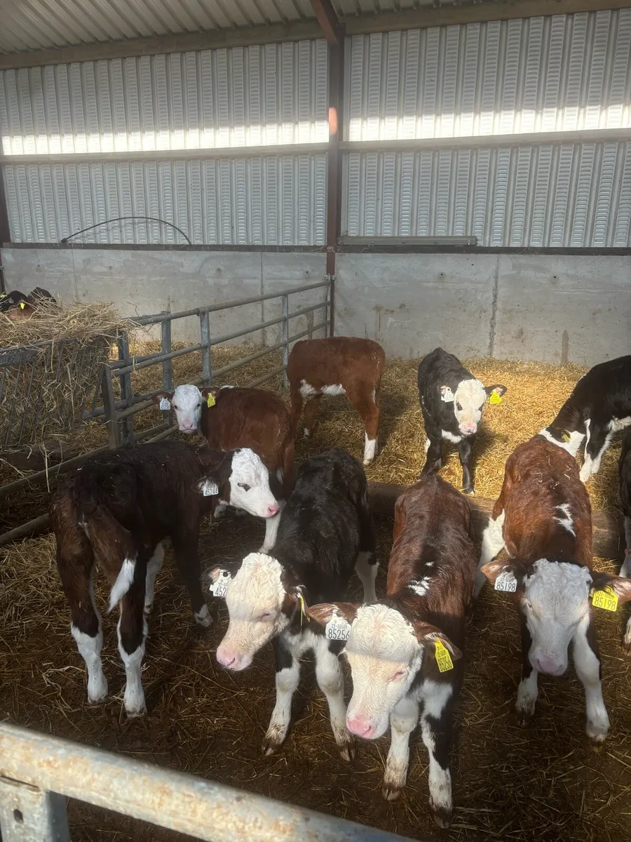 Hereford heifers - Image 2