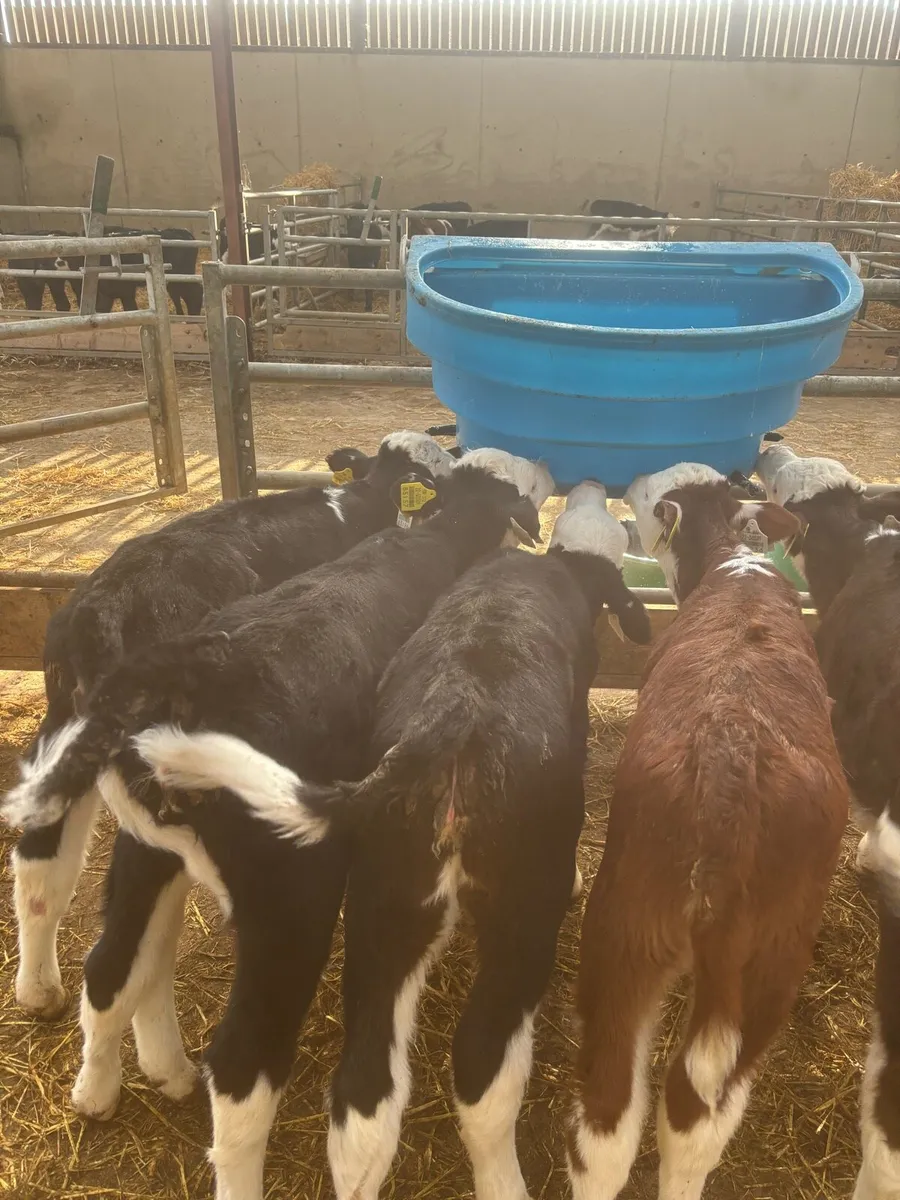 Hereford heifers - Image 3
