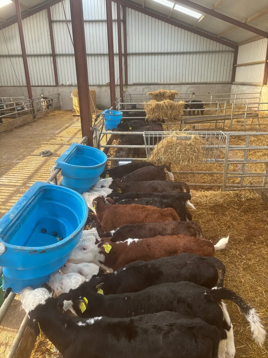 Hereford heifers - Image 4