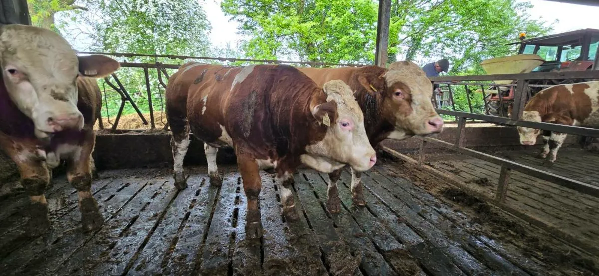 Pedigree simmental bulls - Image 1