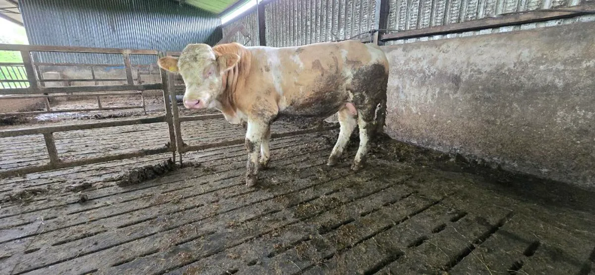 Pedigree simmental bulls - Image 2