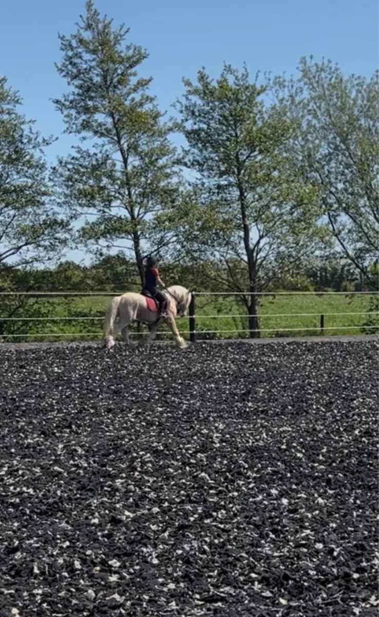 14'3hh 3yr old palomino colt - Image 4
