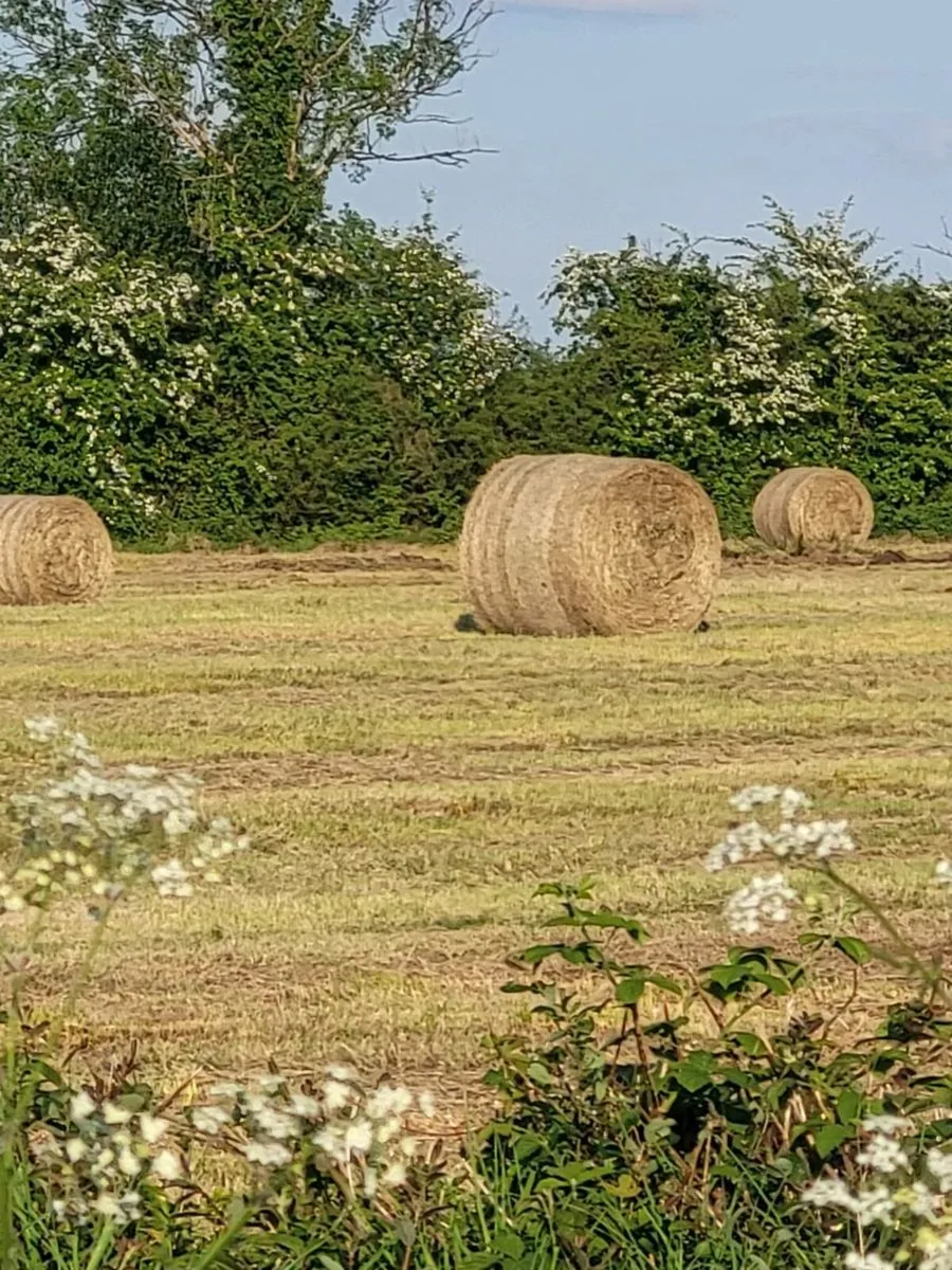 30 bales of Hay bedding ANNADUFF Leitrim - Image 2