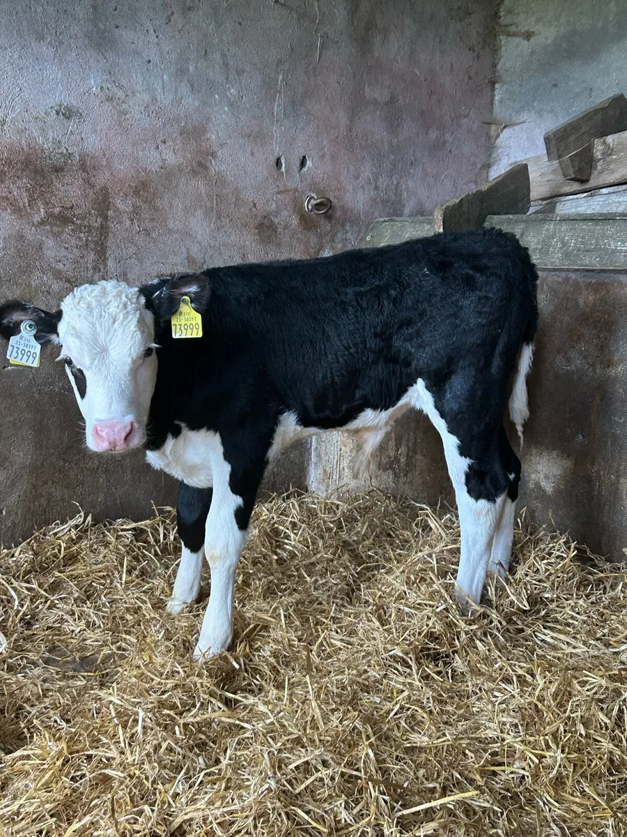 Quality Hereford Bulls - Image 2