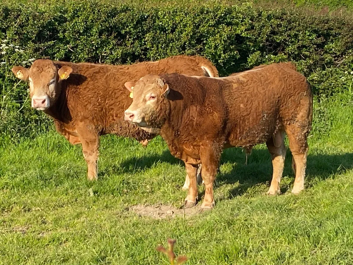 2 PBR Limousin Bulls - Image 3