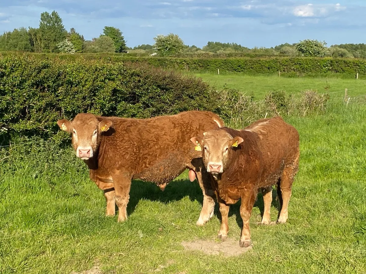 2 PBR Limousin Bulls - Image 2
