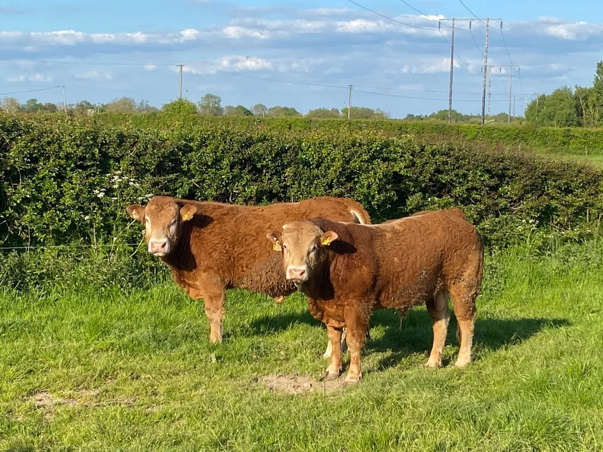 2 PBR Limousin Bulls - Image 4