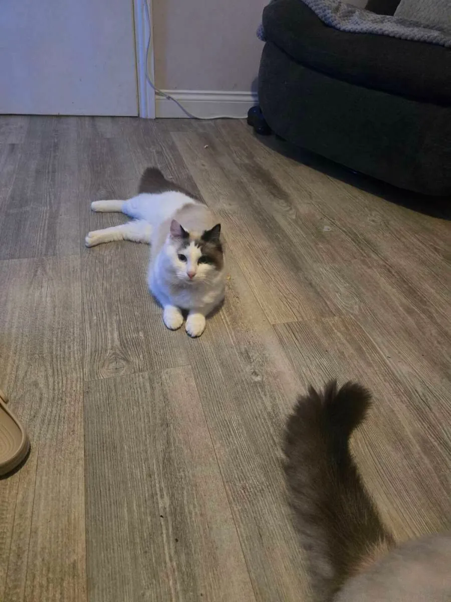 Mr Bentley ragdoll - Image 3