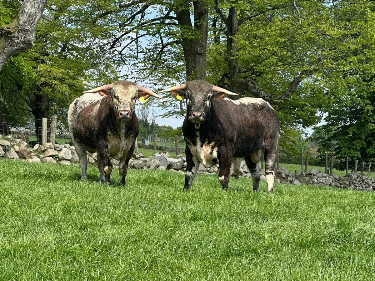 ENGLISH LONGHORN BULLS/HEIFERS - Image 1