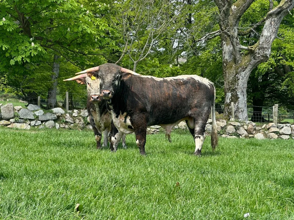 ENGLISH LONGHORN BULLS/HEIFERS - Image 2