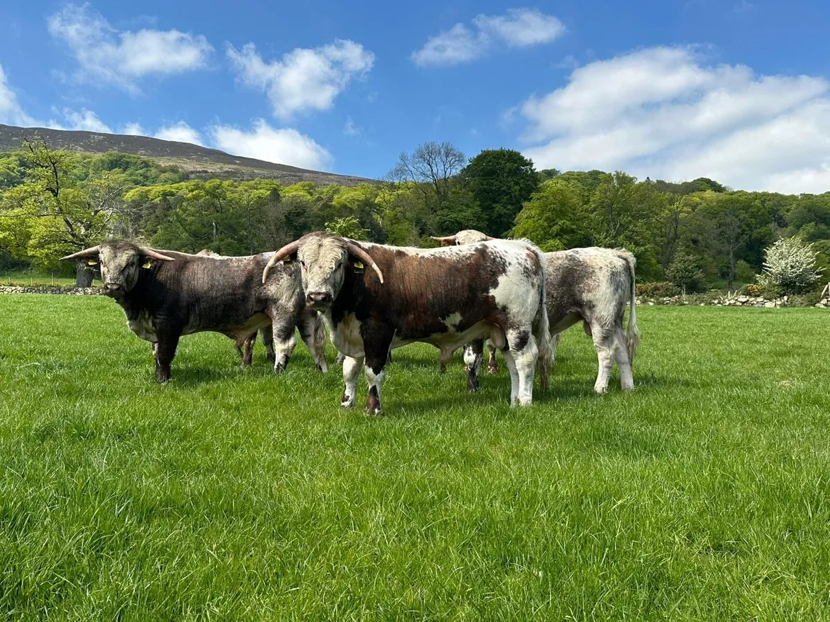 ENGLISH LONGHORN BULLS/HEIFERS - Image 3