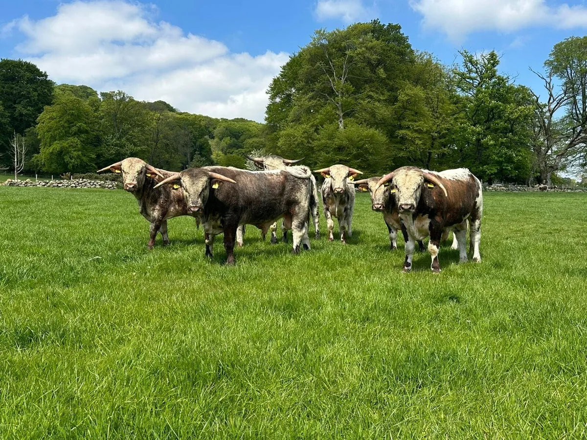 ENGLISH LONGHORN BULLS/HEIFERS - Image 4