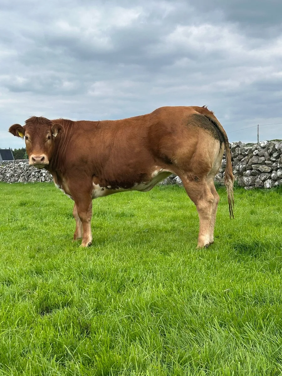 U Grading Breeding Heifers - Image 2
