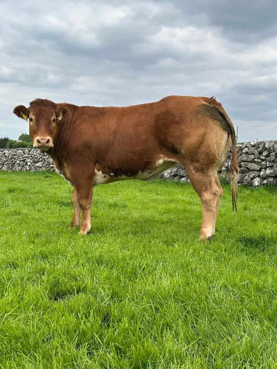 U Grading Breeding Heifers - Image 3