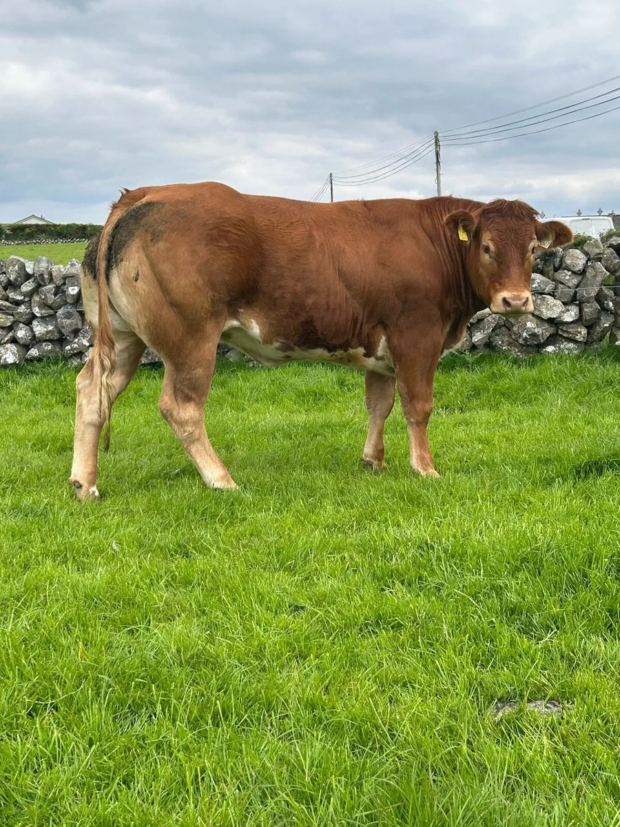 U Grading Breeding Heifers - Image 4