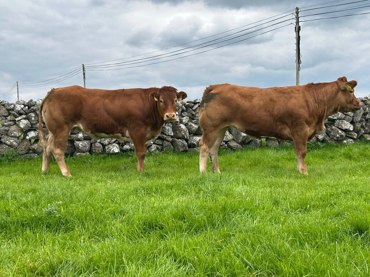 U Grading Breeding Heifers - Image 1