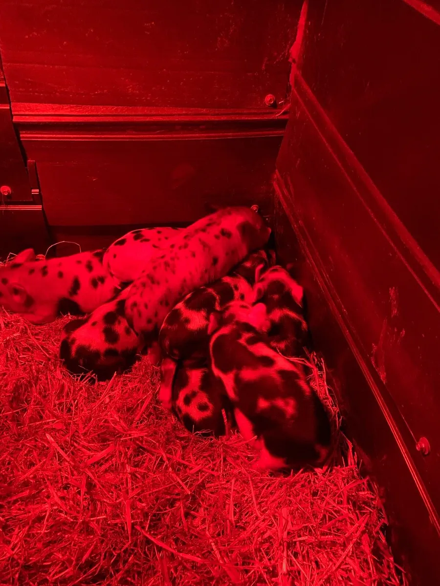 Kune kune piglets for sale - Image 3