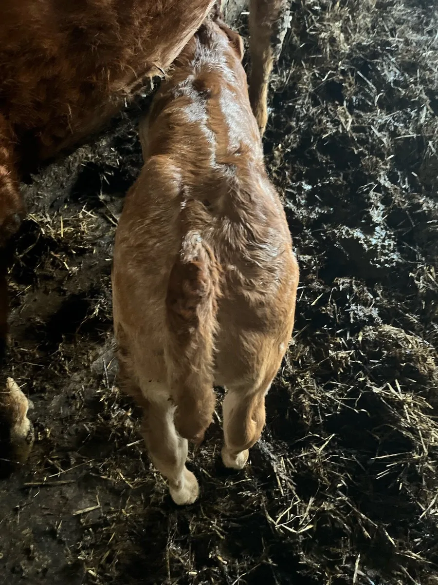 Limousin bull calf - Image 1
