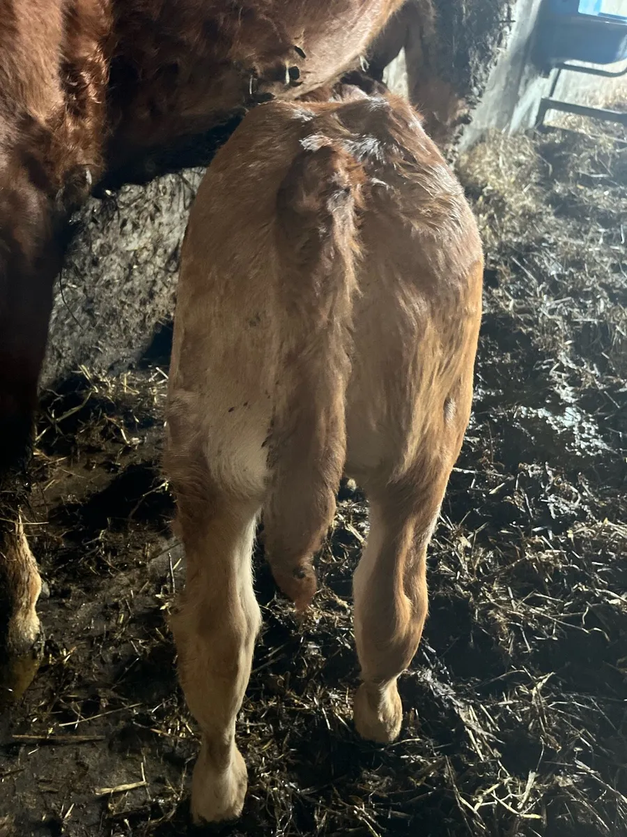 Limousin bull calf - Image 2