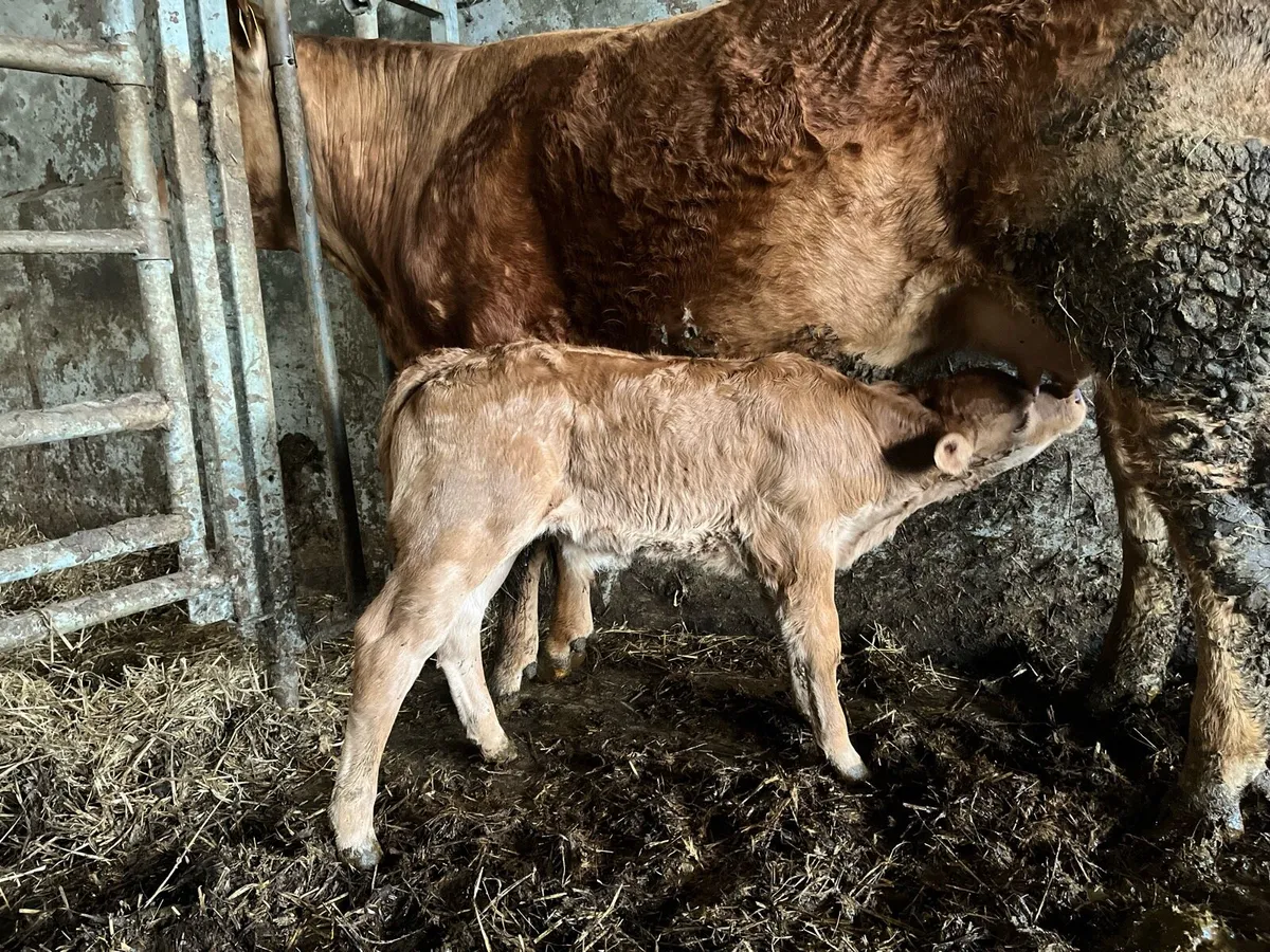 Limousin bull calf - Image 3