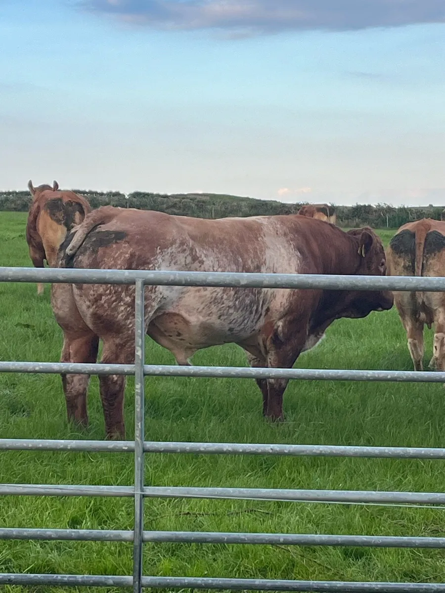 Limousin bull calf - Image 4