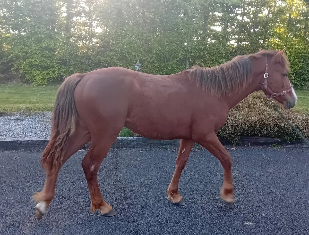 Last Chance: Connemara Colt for Sale - Image 1