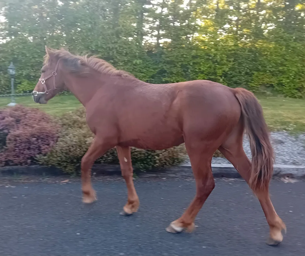 Last Chance: Connemara Colt for Sale - Image 3
