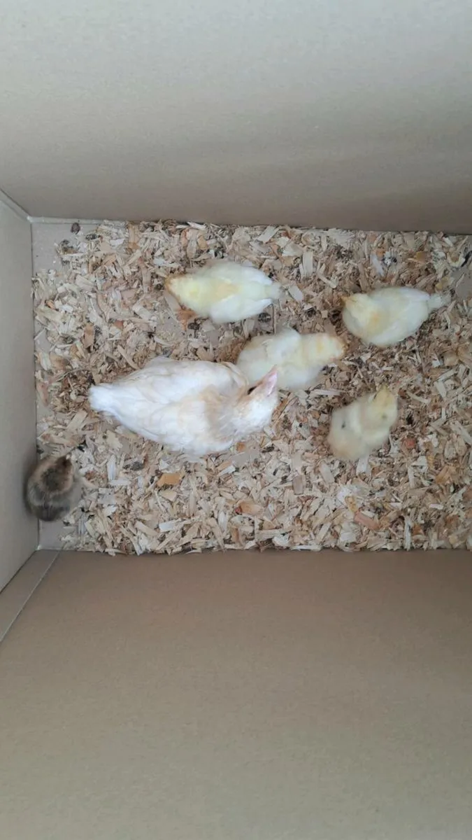 Bresse/Goldtop x Brahma Chicks‼️ Annaghdown - Image 1