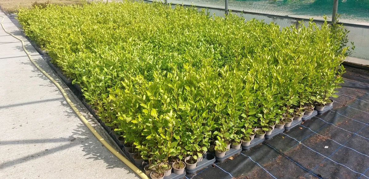 Griselinia Hedging - Image 4
